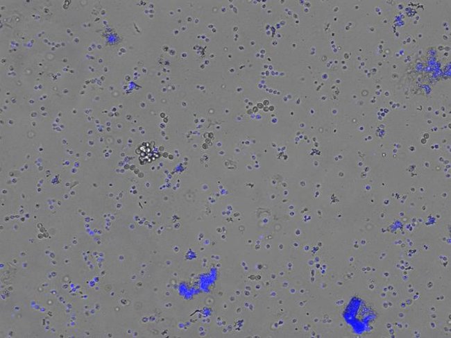Yest cells were stained with  NucBlue® Live ReadyProbes™ (Cat.no. R37605) and imaged in transmitted and blue fluorescent light on the FLoid® Cell Imaging Station (Cat.no. 4471136).
